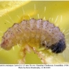 polyommatus semiargus larva2